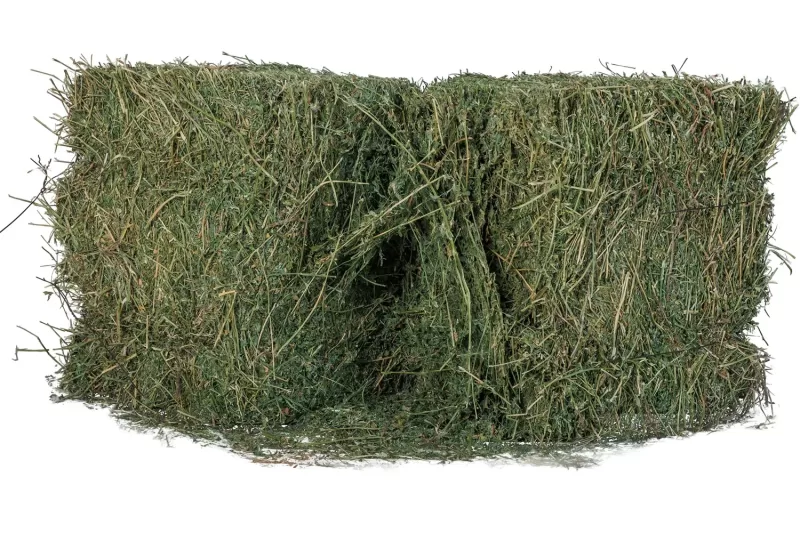 Alfalfa-Qatari 12 KG - Grade A - Image 2