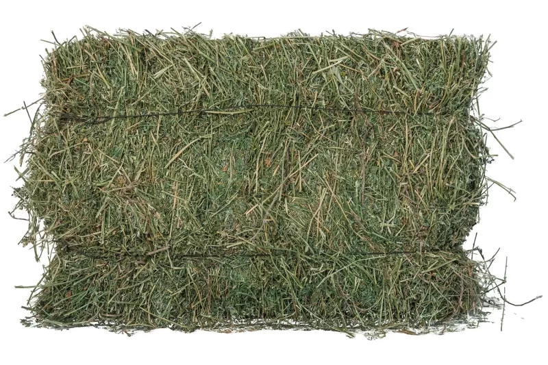 Alfalfa-Qatari 12 KG - Grade A - Image 3