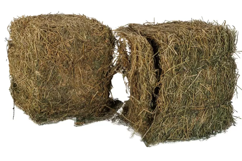 Alfalfa-Qatari 12 KG - Grade B - Image 2