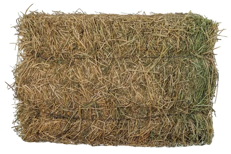 Alfalfa-Qatari 12 KG - Grade B - Image 3