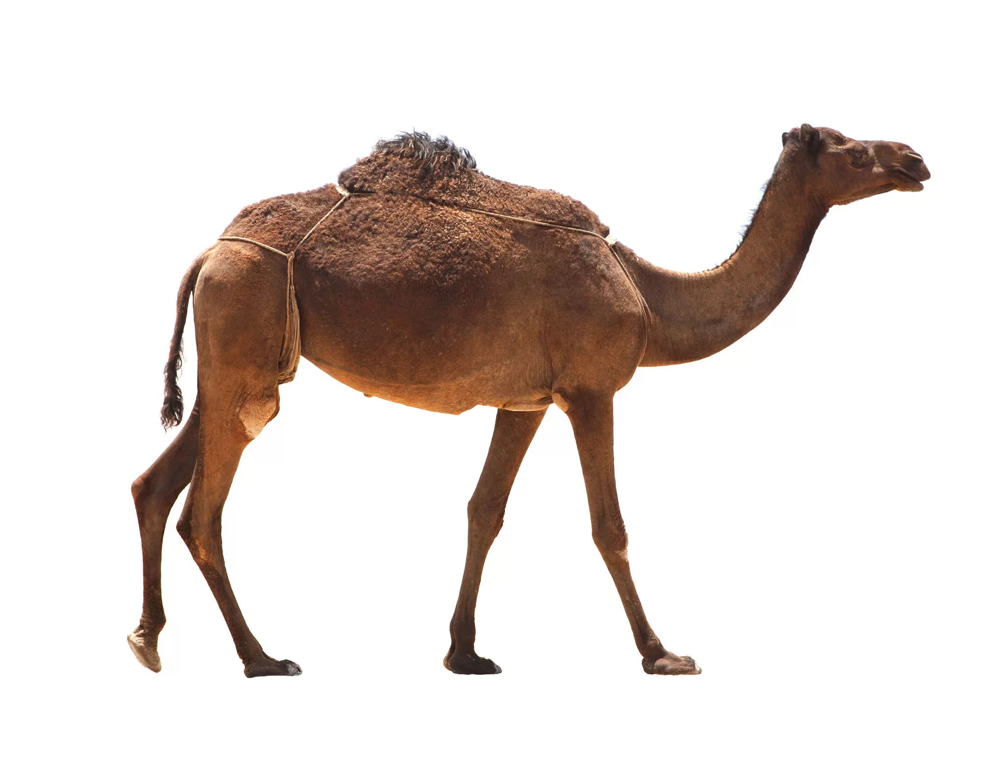 الصفحة الرئيسية 8
