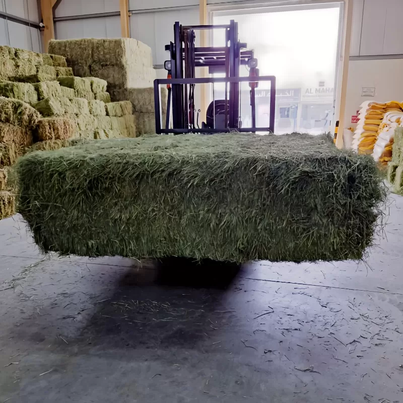 Rhodhes Grass Pakistani 350 - 400 Kg - Image 2